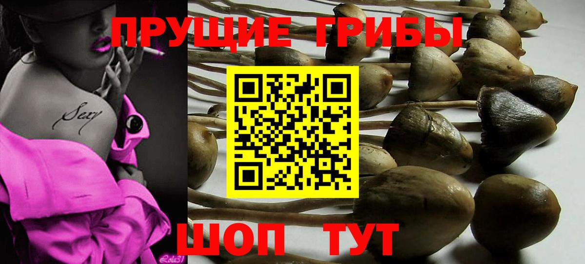 Кирово-Чепецк  Псилоцибиновые грибы мицелий  Вход с VPN 